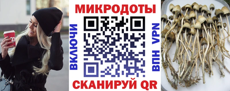 shop Telegram  Гагарин  Галлюциногенные грибы Psilocybine cubensis 